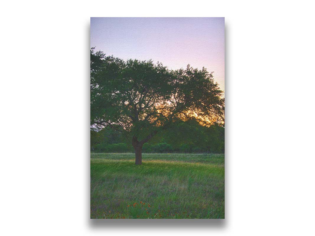 A landscape photograph of an oak tree in Texas during sunset. The light of the setting sun shines between the oak tree leaves, casting an orange glow on the green grass below. Printed on canvas.