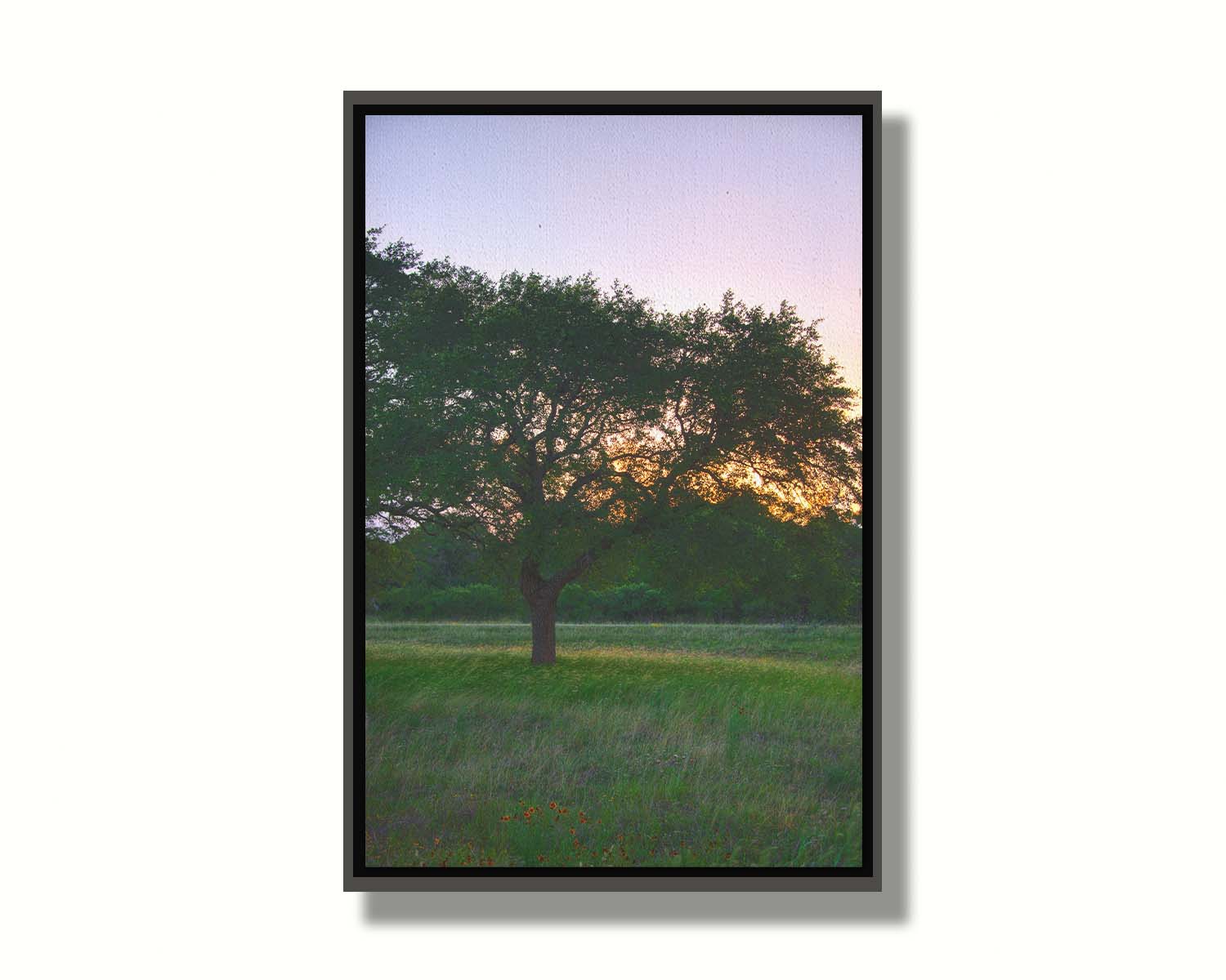 A landscape photograph of an oak tree in Texas during sunset. The light of the setting sun shines between the oak tree leaves, casting an orange glow on the green grass below. Printed on canvas in a float frame.