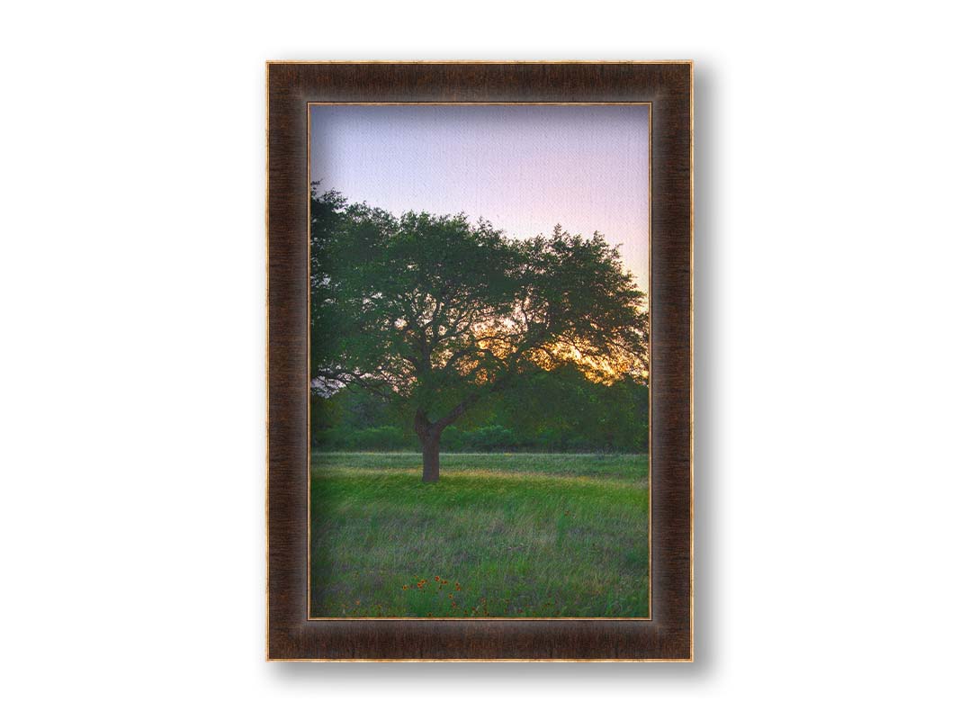 A landscape photograph of an oak tree in Texas during sunset. The light of the setting sun shines between the oak tree leaves, casting an orange glow on the green grass below. Printed on canvas and framed.