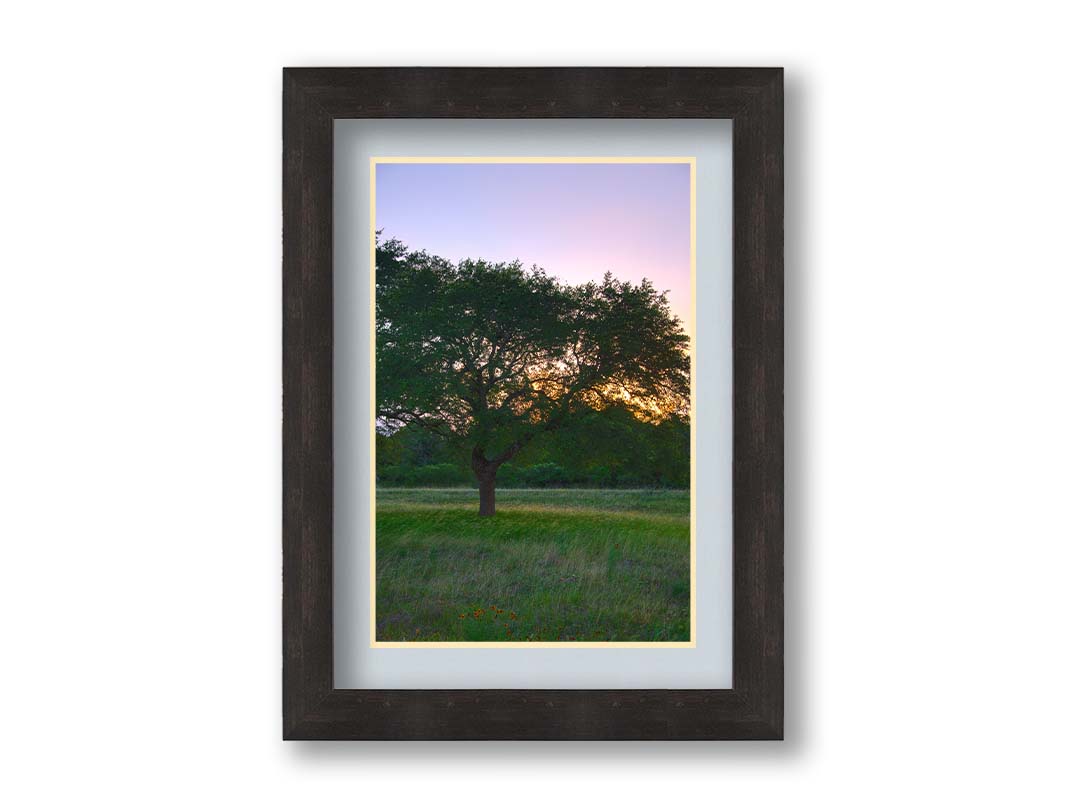 A landscape photograph of an oak tree in Texas during sunset. The light of the setting sun shines between the oak tree leaves, casting an orange glow on the green grass below. Printed on paper, matted, and framed.