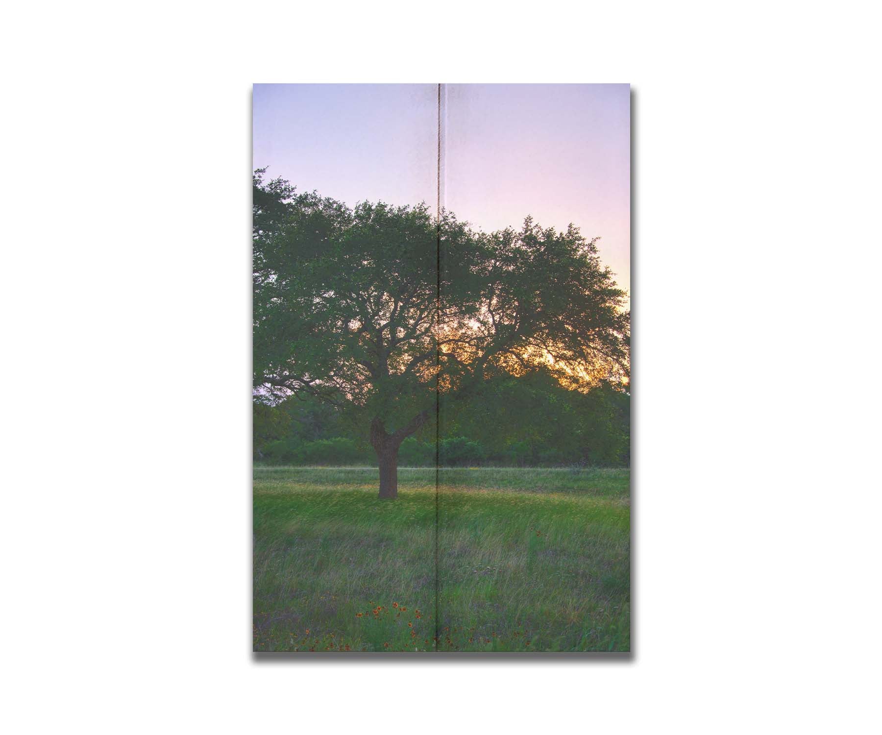 A landscape photograph of an oak tree in Texas during sunset. The light of the setting sun shines between the oak tree leaves, casting an orange glow on the green grass below. Printed on a box board.