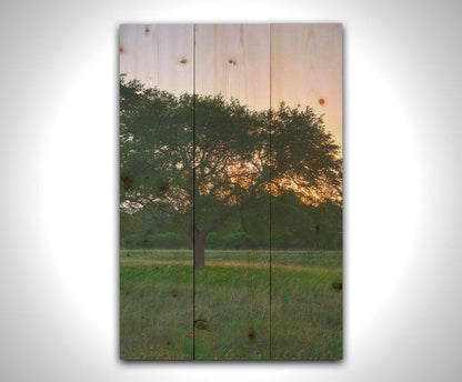 A landscape photograph of an oak tree in Texas during sunset. The light of the setting sun shines between the oak tree leaves, casting an orange glow on the green grass below. Printed on a wood pallet.