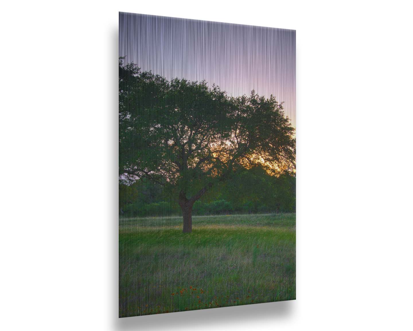 A landscape photograph of an oak tree in Texas during sunset. The light of the setting sun shines between the oak tree leaves, casting an orange glow on the green grass below. Printed on metal.