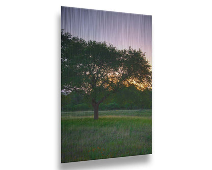 A landscape photograph of an oak tree in Texas during sunset. The light of the setting sun shines between the oak tree leaves, casting an orange glow on the green grass below. Printed on metal.