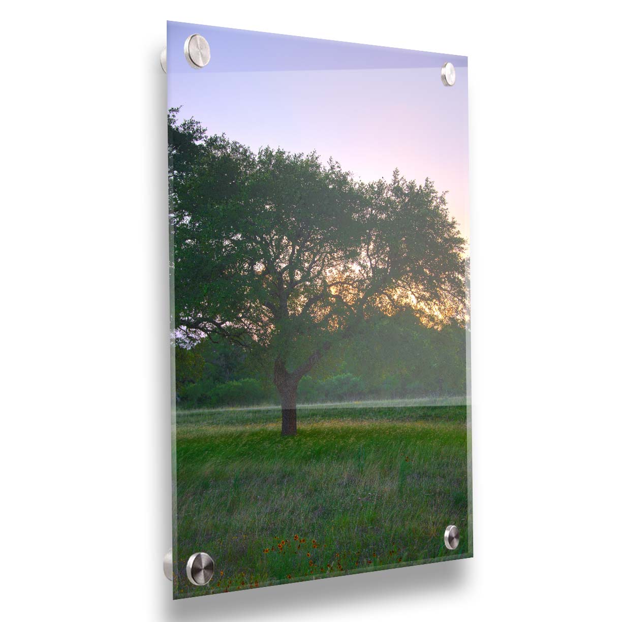 A landscape photograph of an oak tree in Texas during sunset. The light of the setting sun shines between the oak tree leaves, casting an orange glow on the green grass below. Printed on acrylic.