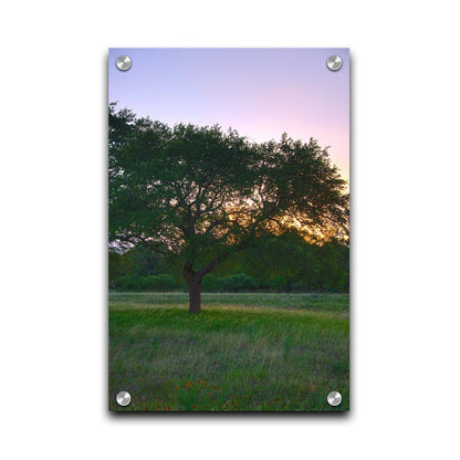 A landscape photograph of an oak tree in Texas during sunset. The light of the setting sun shines between the oak tree leaves, casting an orange glow on the green grass below. Printed on acrylic.