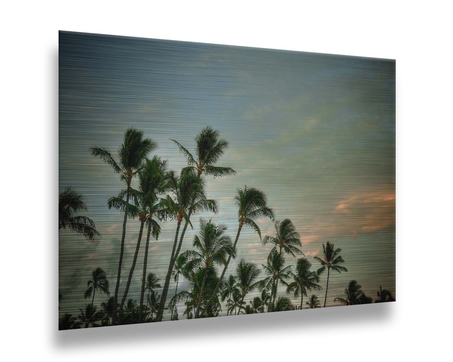 A photograph of palm trees against a partly cloudy sky. The sun is low in the sky, reflecting warm light onto the clouds. Printed on metal.