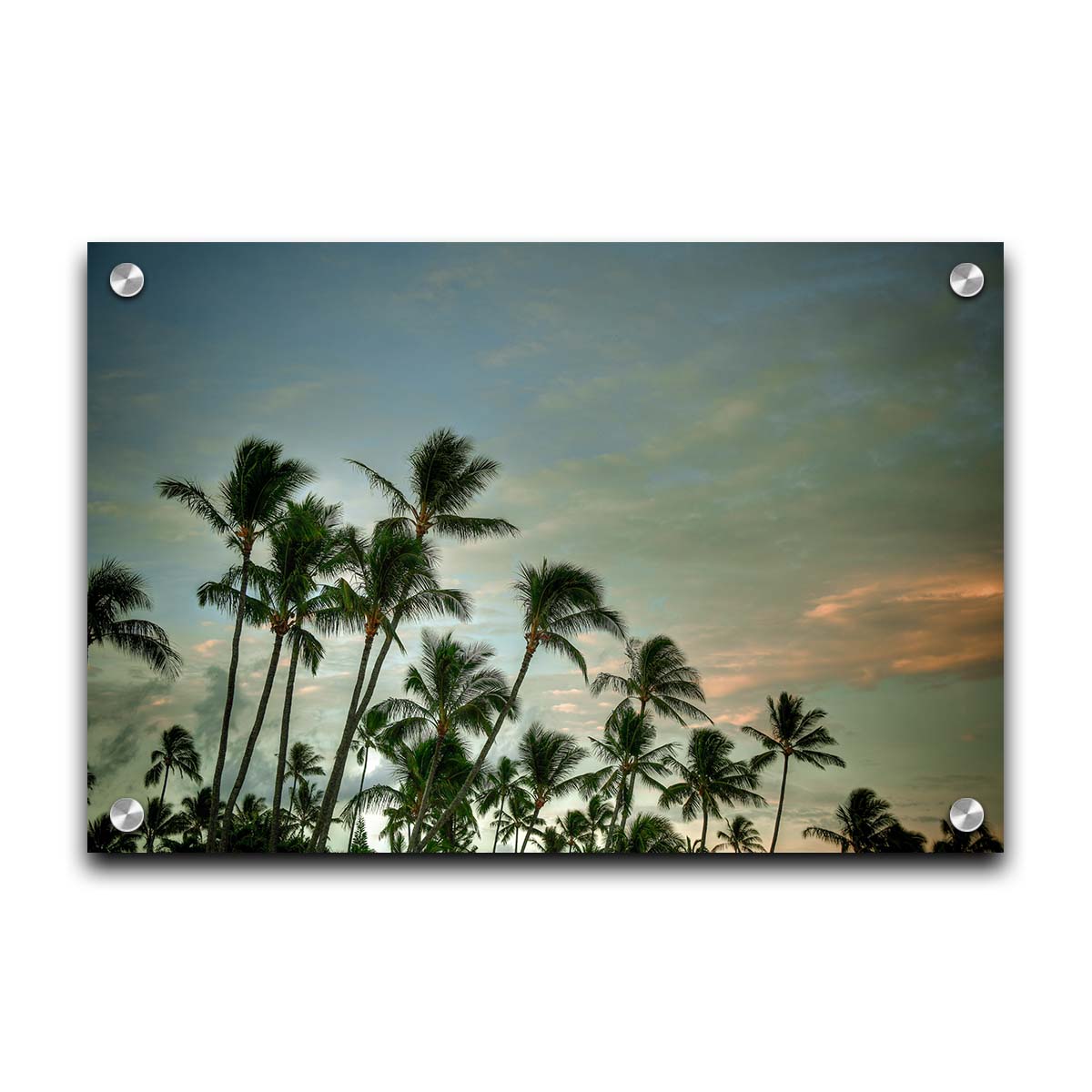 A photograph of palm trees against a partly cloudy sky. The sun is low in the sky, reflecting warm light onto the clouds. Printed on acrylic.