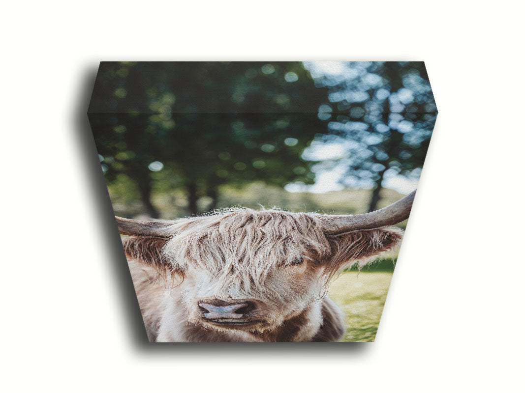 Hairy Cow by Kelly Wade