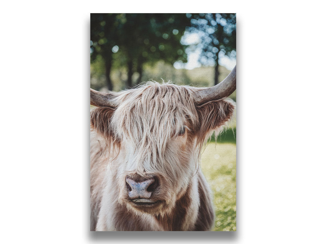 Hairy Cow by Kelly Wade