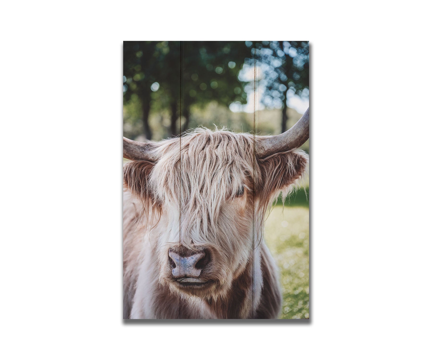 Hairy Cow by Kelly Wade