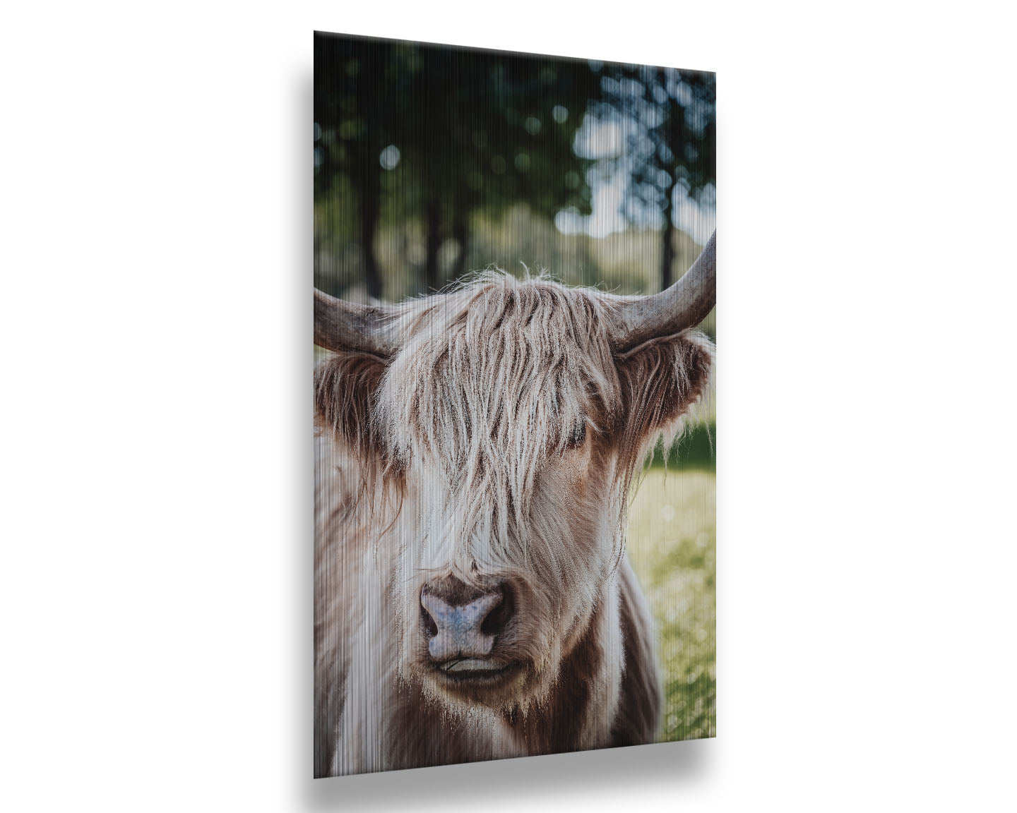 Hairy Cow by Kelly Wade