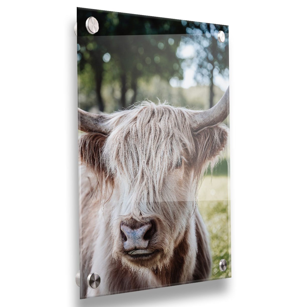 Hairy Cow by Kelly Wade