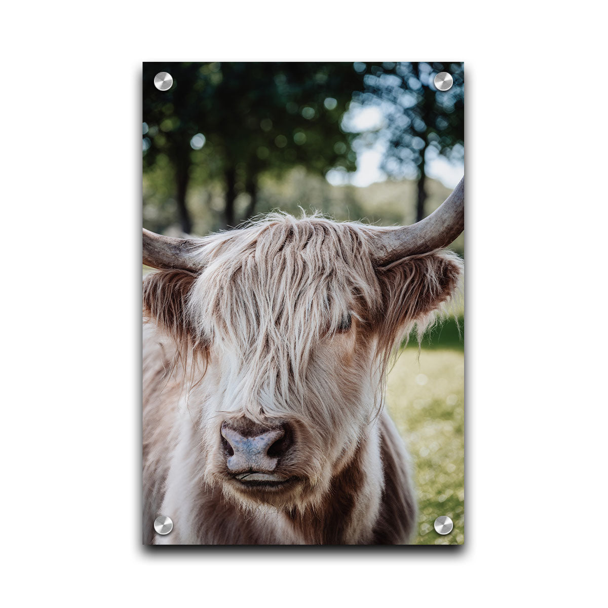 Hairy Cow by Kelly Wade