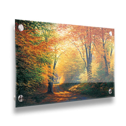 A painting of a path through an autumn forest, with sunlight highlighting the golden yellow and orange leaves of the trees. Printed on acrylic.