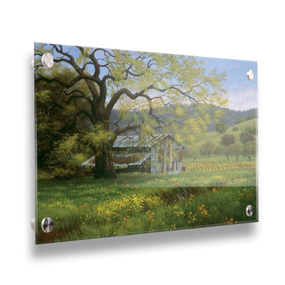 A painting of a green spring scene of an old barn nestled between a vineyard and a flowery meadow, with forested hills in the distance. Printed on acrylic.