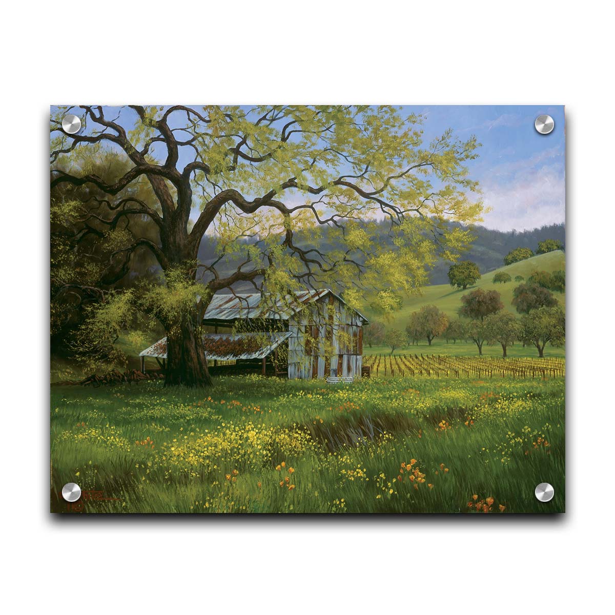 A painting of a green spring scene of an old barn nestled between a vineyard and a flowery meadow, with forested hills in the distance. Printed on acrylic.