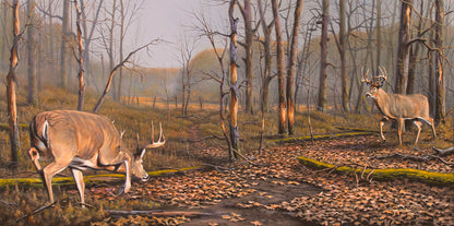 A painting of two deer approaching each other in the woods. The two bucks are about to fight, as is evident by their body language.