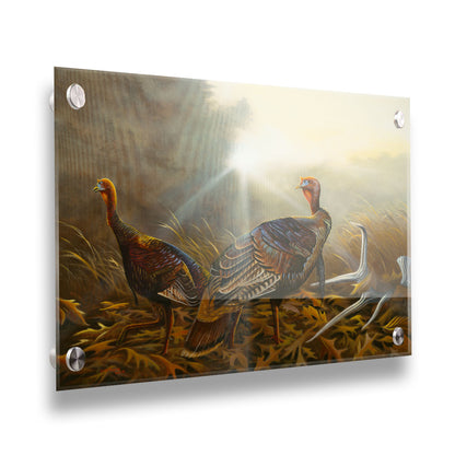 A portrait painting of two turkeys standing in a serene meadow, among fallen brown oak leaves and a shed deer antler. Printed on acrylic.