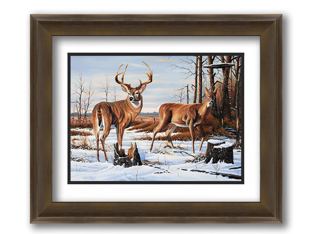 A painting of two deer, a doe and a buck, walking through a snowy field into the woods. Their fur and the surrounding foliage are a warm brown, which contrasts beautifully with the cool shadows on the snow. Printed on paper, matted, and framed.