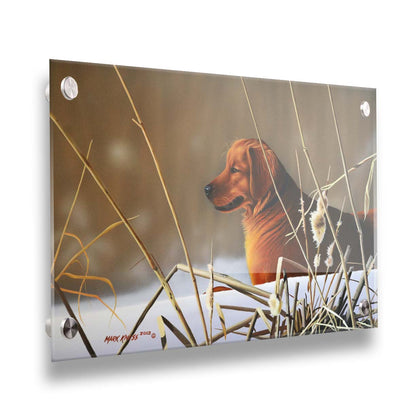 A portrait painting of a golden retriever, surrounded by a snowy landscape with brown, dead plants frozen in the winter cold. Printed on acrylic.