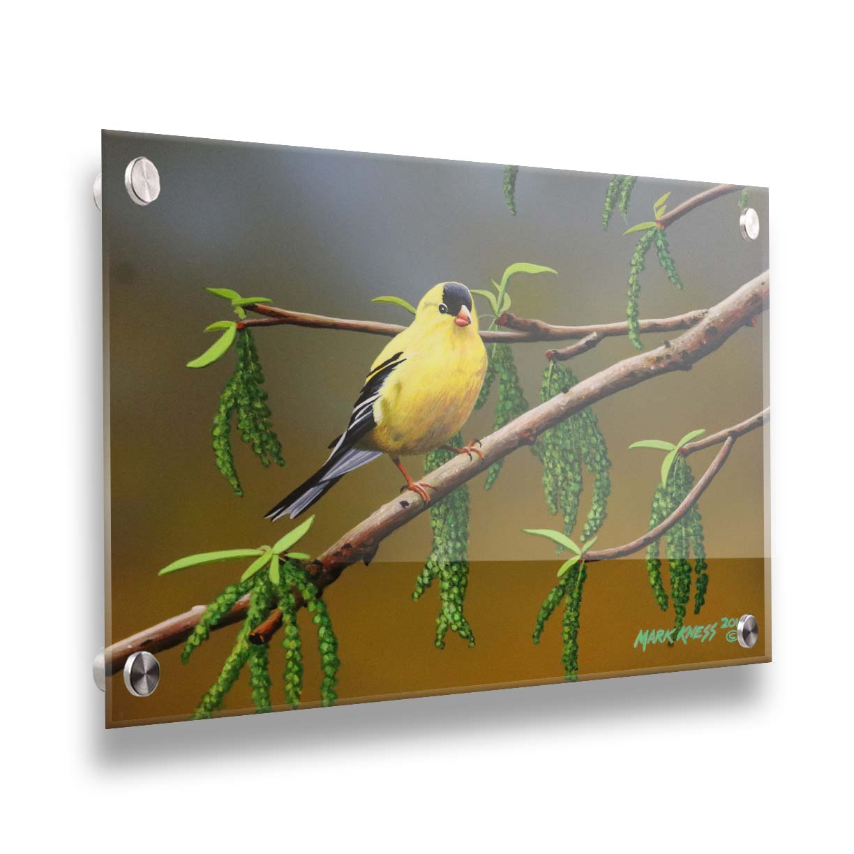 A painting of an American Goldfinch bird perched on a twig. Its bright yellow feathers stand out against the brown and green of the tree branch. Printed on acrylic.