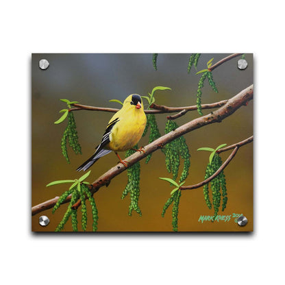 A painting of an American Goldfinch bird perched on a twig. Its bright yellow feathers stand out against the brown and green of the tree branch. Printed on acrylic.