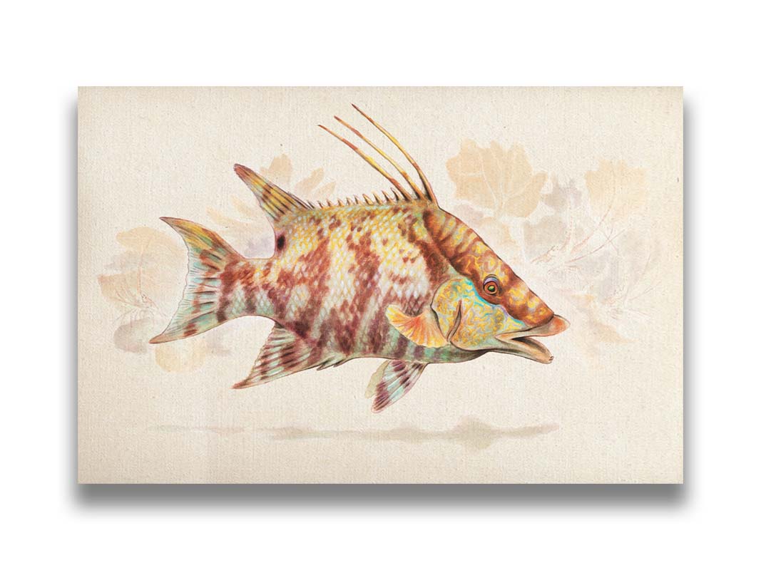 A painting of a hogfish against a soft coral background, all isolated in a warm neutral space. Printed on canvas.