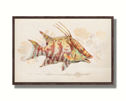 A painting of a hogfish against a soft coral background, all isolated in a warm neutral space. Printed on canvas in a float frame.