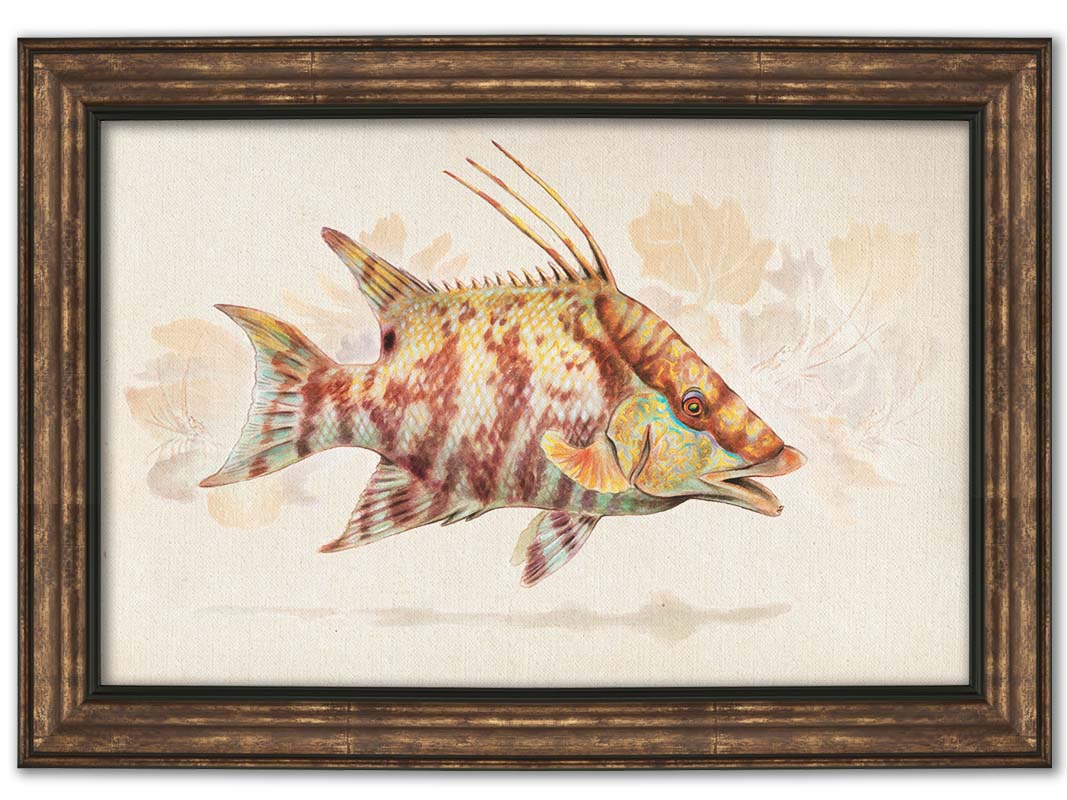 A painting of a hogfish against a soft coral background, all isolated in a warm neutral space. Printed on canvas and framed.