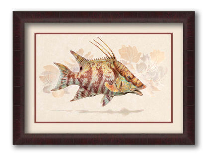 A painting of a hogfish against a soft coral background, all isolated in a warm neutral space. Printed on paper, matted and framed.