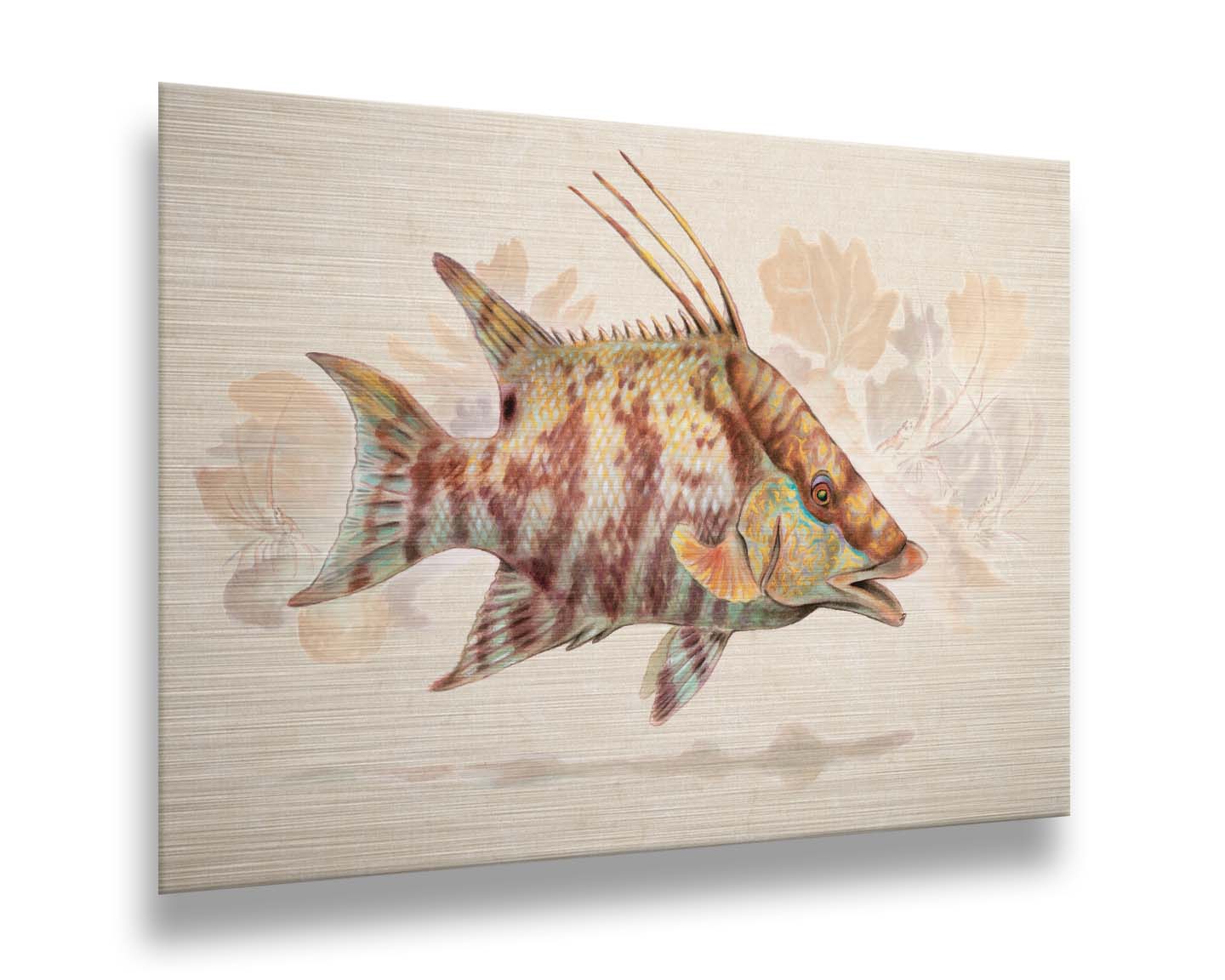 A painting of a hogfish against a soft coral background, all isolated in a warm neutral space. Printed on metal.