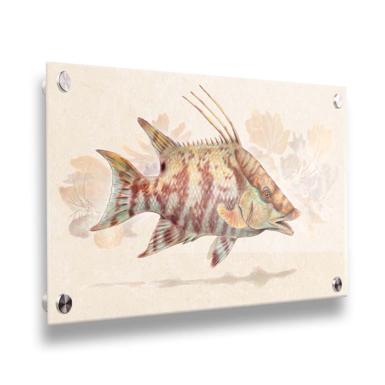 A painting of a hogfish against a soft coral background, all isolated in a warm neutral space. Printed on acrylic