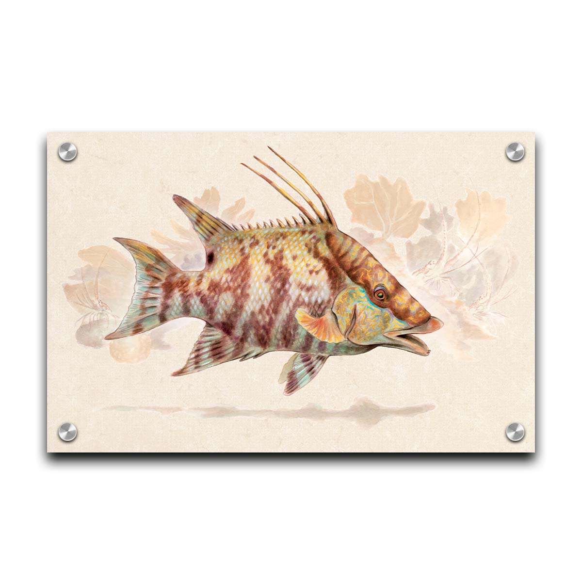 A painting of a hogfish against a soft coral background, all isolated in a warm neutral space. Printed on acrylic.