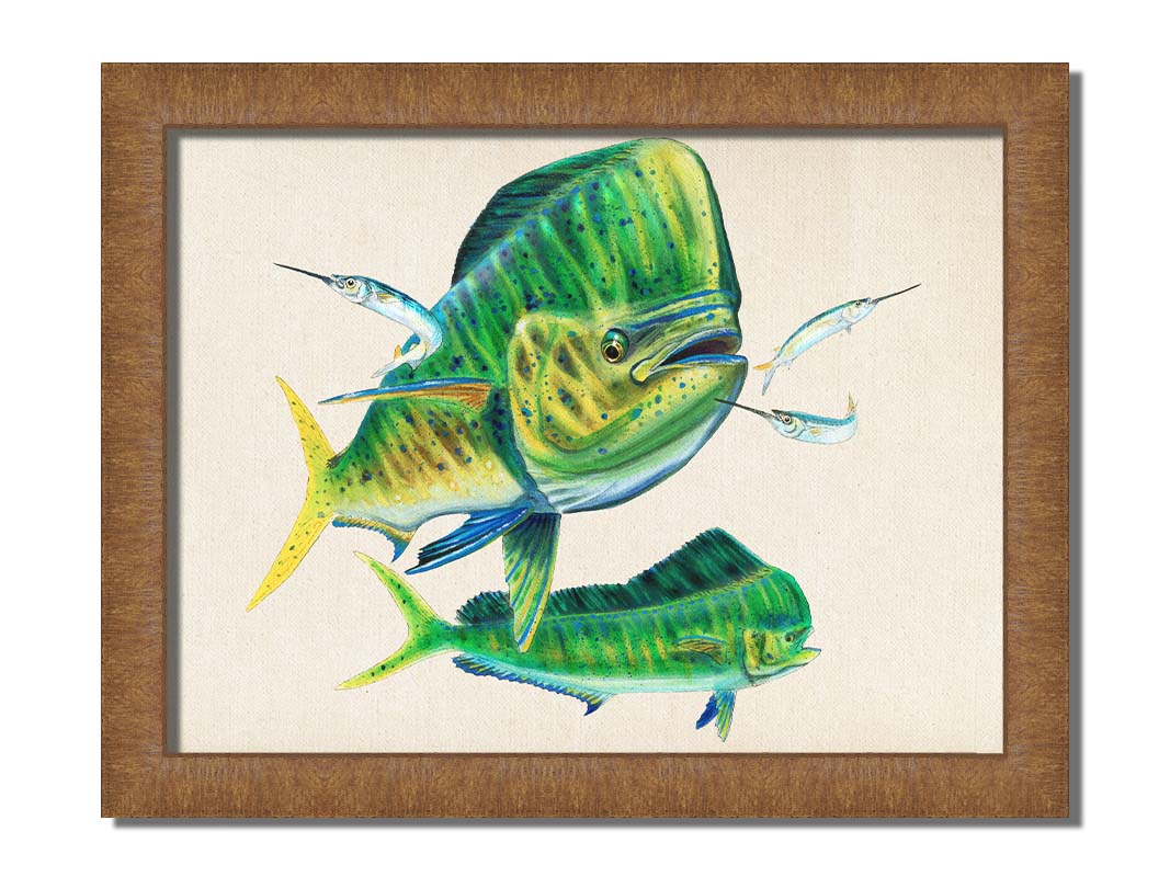 A painting of two vibrant green mahi-mahi fish swimming alongside three shimmering ballyhoo, isolated against a white background. Printed on canvas and framed.