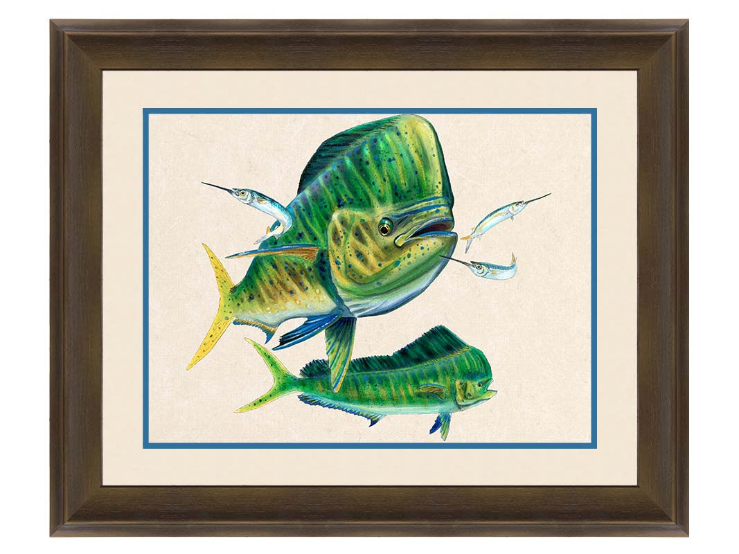 A painting of two vibrant green mahi-mahi fish swimming alongside three shimmering ballyhoo, isolated against a white background. Printed on paper, matted, and framed.