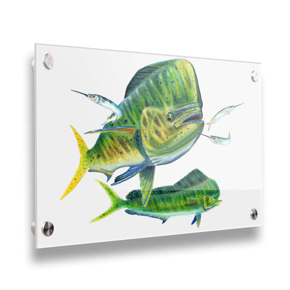 A painting of two vibrant green mahi-mahi fish swimming alongside three shimmering ballyhoo, isolated against a white background. Printed on acrylic.