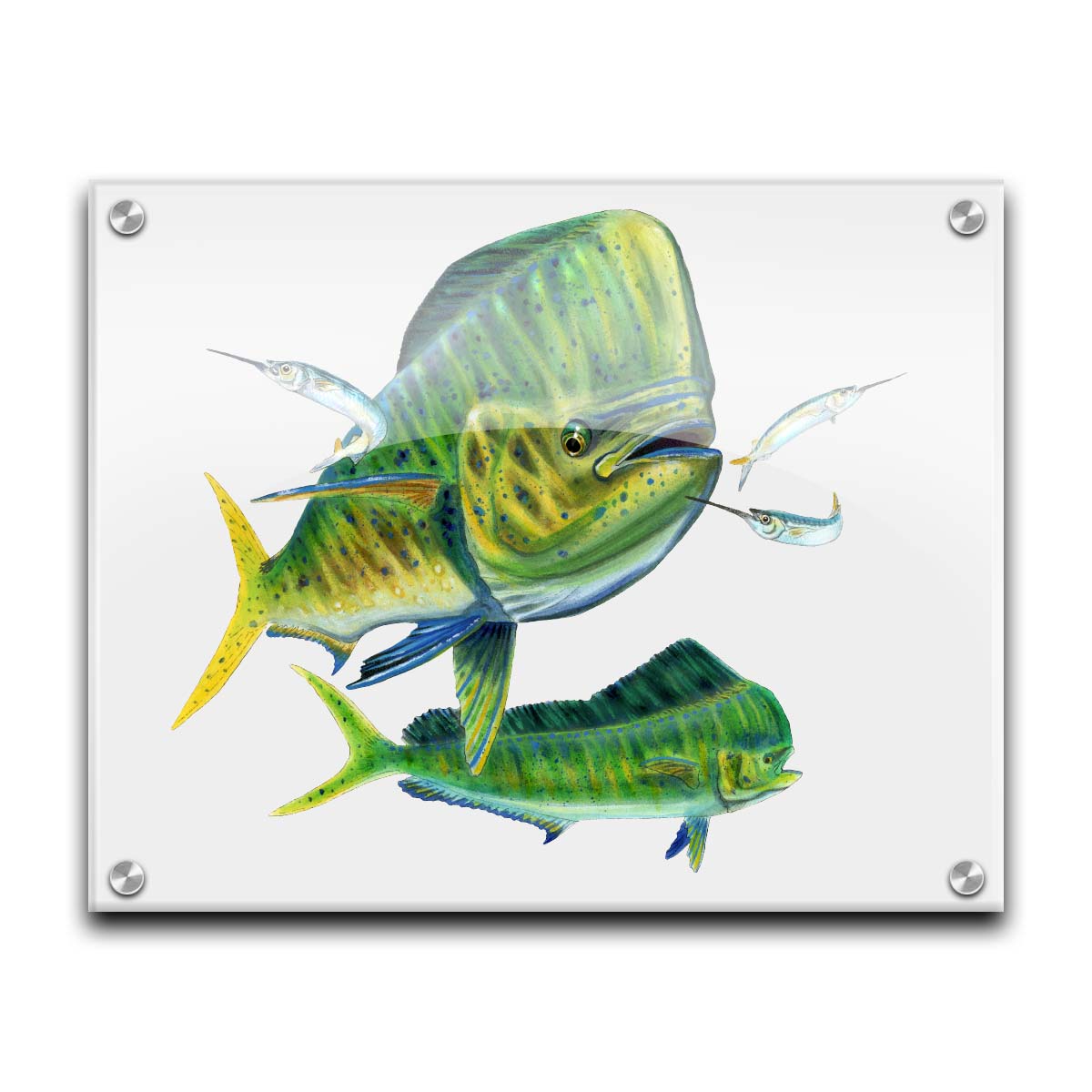 A painting of two vibrant green mahi-mahi fish swimming alongside three shimmering ballyhoo, isolated against a white background. Printed on acrylic.