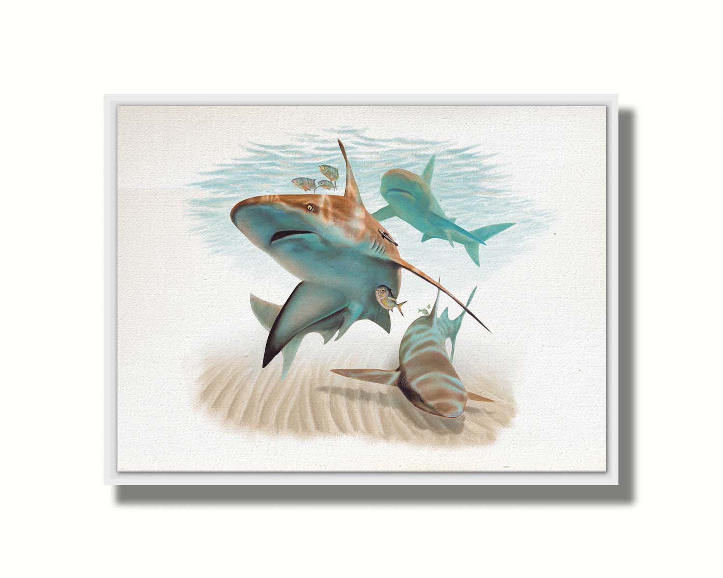 A painting of three sandbar sharks swimming in the shallows, alongside various fish. The soft background fades into a white backdrop, isolating the portraits. Printed on canvas in a float frame.