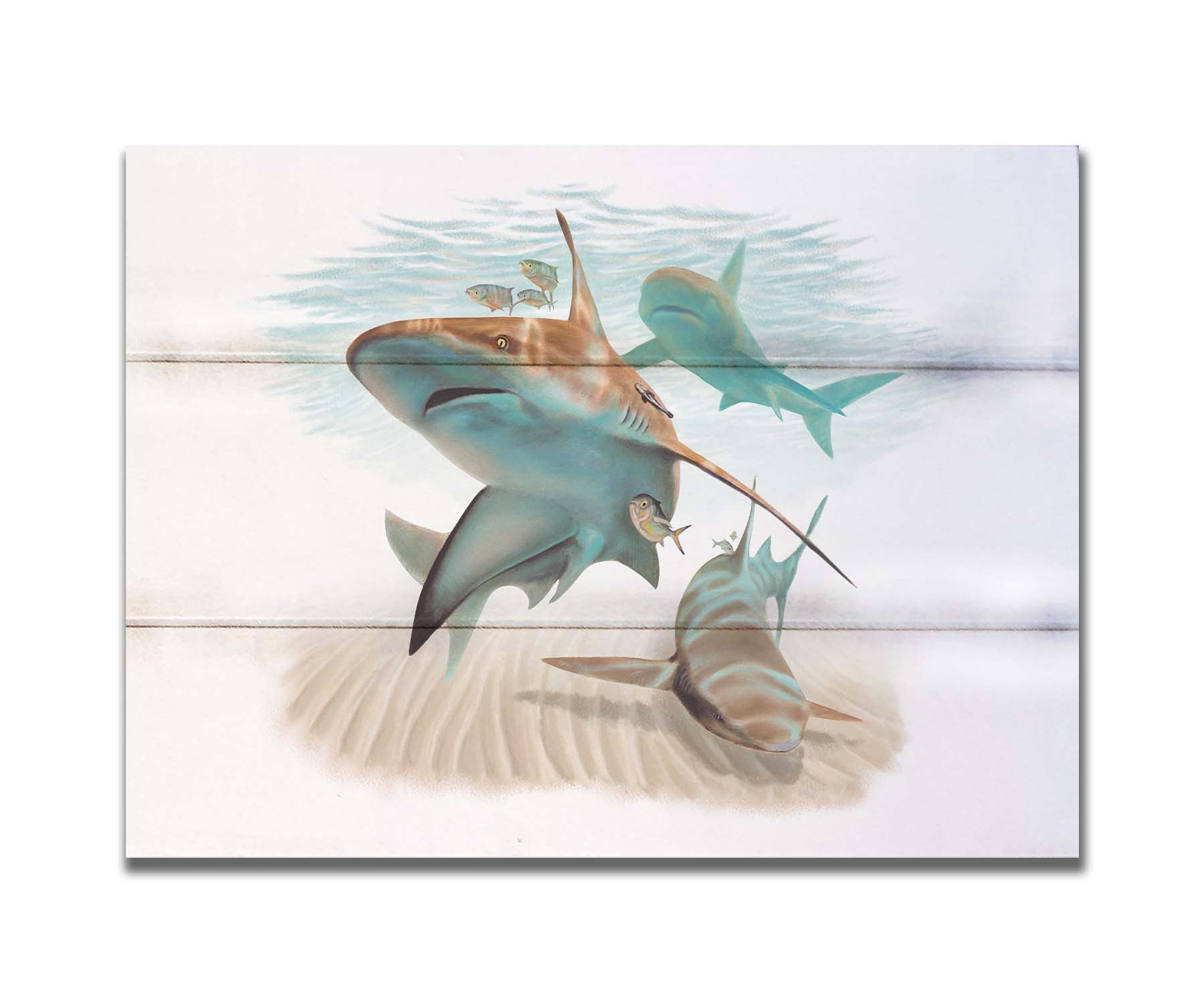 A painting of three sandbar sharks swimming in the shallows, alongside various fish. The soft background fades into a white backdrop, isolating the portraits. Printed on a box board.