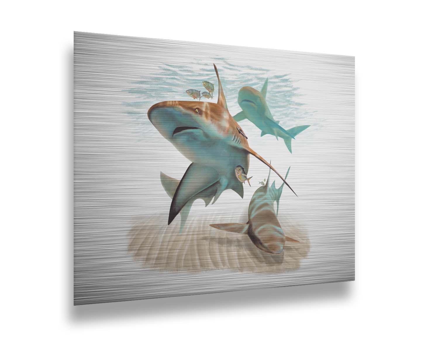 A painting of three sandbar sharks swimming in the shallows, alongside various fish. The soft background fades into a white backdrop, isolating the portraits. Printed on metal.