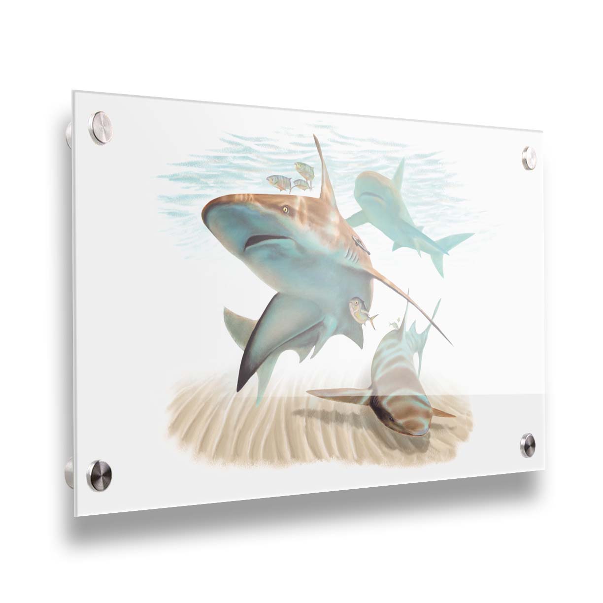 A painting of three sandbar sharks swimming in the shallows, alongside various fish. The soft background fades into a white backdrop, isolating the portraits. Printed on acrylic.