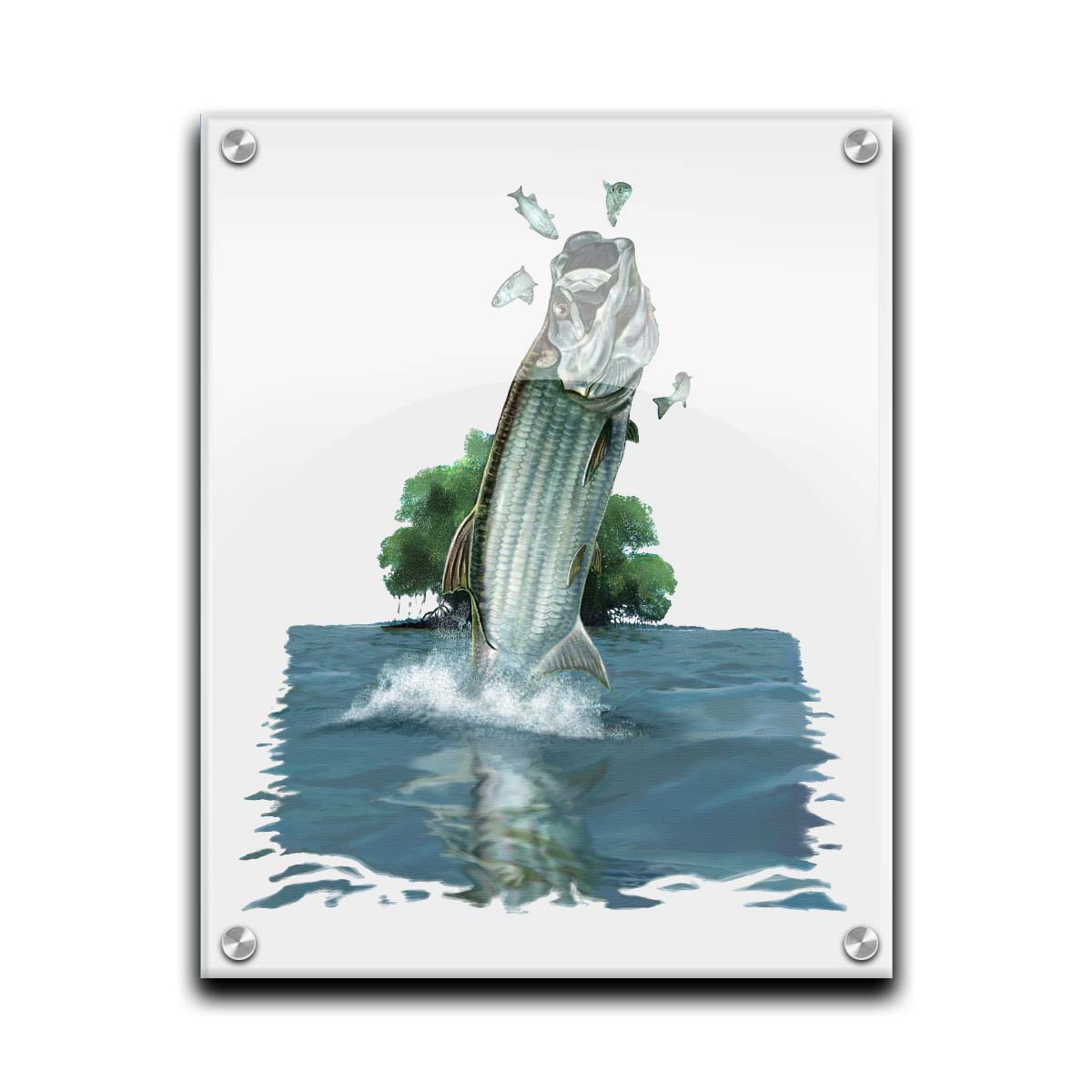 A painting of a tarpon fish leaping out of the water to catch and eat smaller fish. The fish, water's surface, and background tree are isolates against a white backdrop. Printed on acrylic.