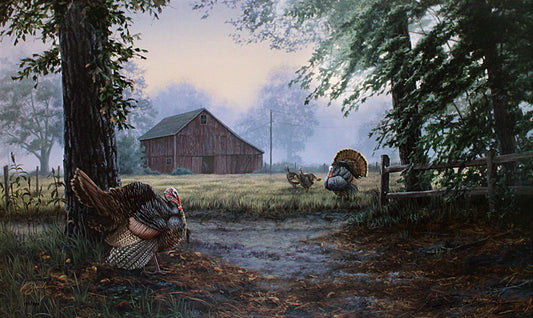 A landscape of a barn and field, with turkeys roaming in the foreground. Two toms stand watching each other cautiously in a display of dominance, while two hens wander the field behind them.