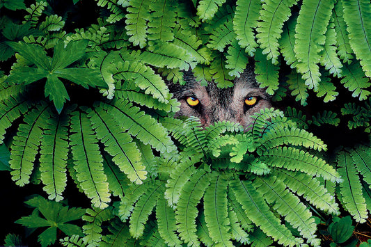 An edited photograph of a wolf peering between the leaves of green ferns.