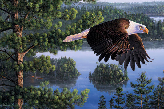 A wildlife portrait painting of a bald eagle flying over an evergreen forest and lake.