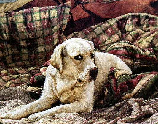 A painting of a retriever dog nestled amidst a cozy pile of plaid quilted blankets and pillows.
