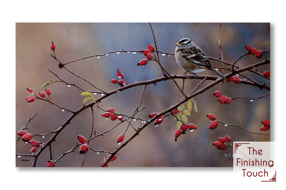 A wildlife painting of a white-crowned sparrow bird perched on a thorny branch of rose hips.