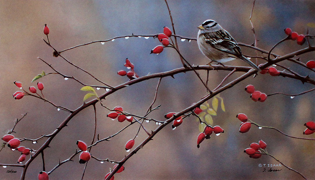 A wildlife painting of a white-crowned sparrow bird perched on a thorny branch of rose hips.