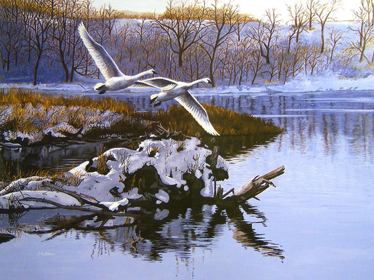 A winter landscape painting showing two white trumpeter swans flying over a snowy waterside landscape, with bare trees and reflections in the water.